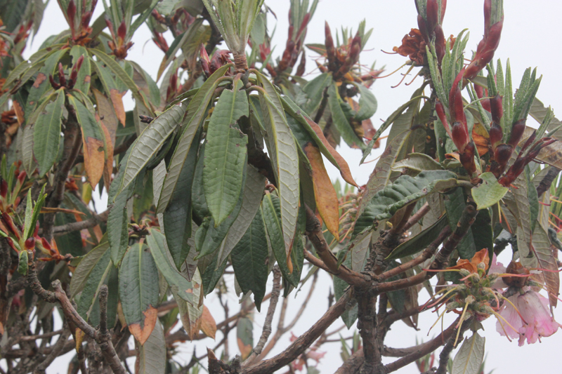 /wp-content/uploads/2020/10/Rhododendron-sp2-Tungnath-IMG_2587-Uttarakhand-5.jpg
