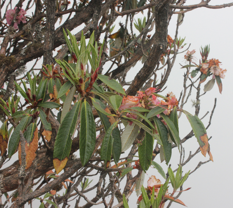 /wp-content/uploads/2020/10/Rhododendron-sp2-Tungnath-IMG_2590-Uttarakhand-1.jpg