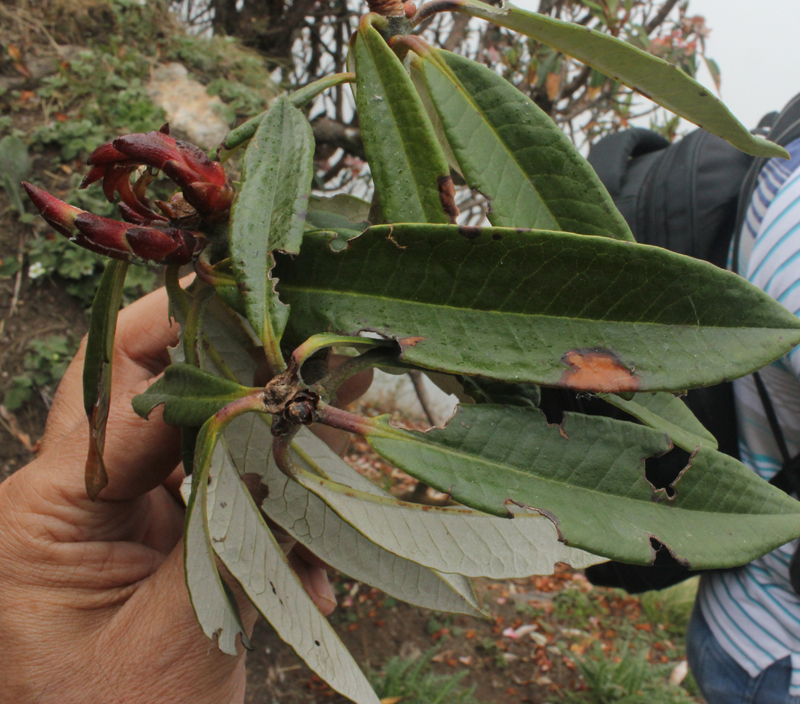 /wp-content/uploads/2020/10/Rhododendron-sp3--Tungnath-IMG_2601-Uttarakhand-1.jpg