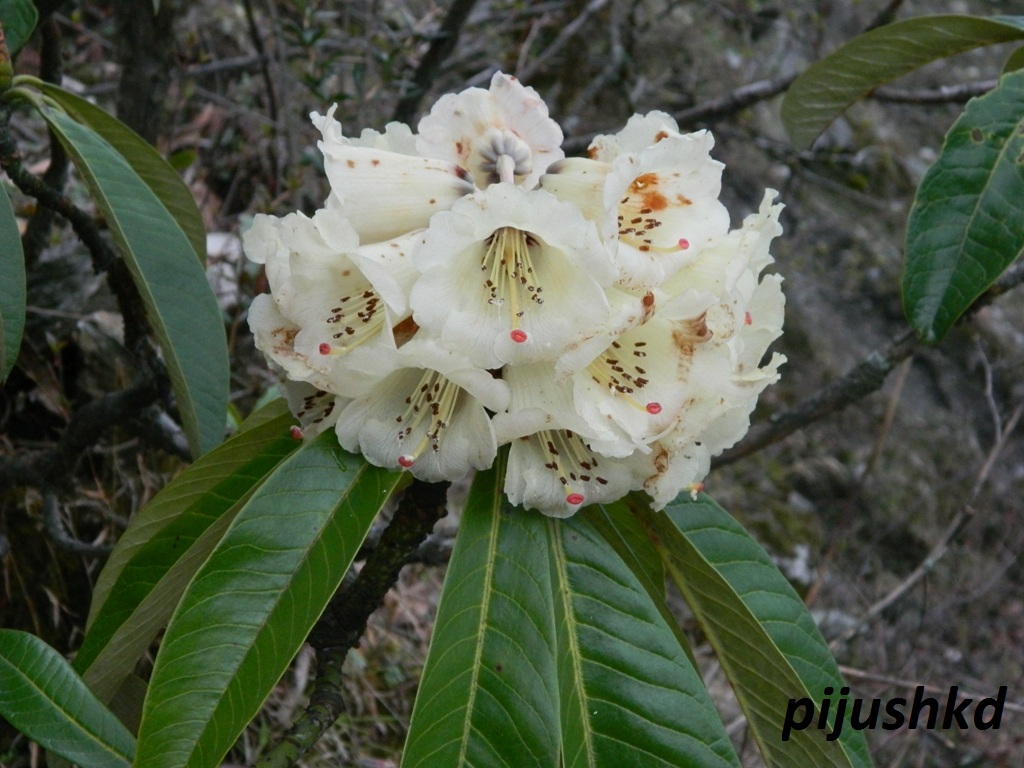 /wp-content/uploads/2020/10/Rhododendron.JPG