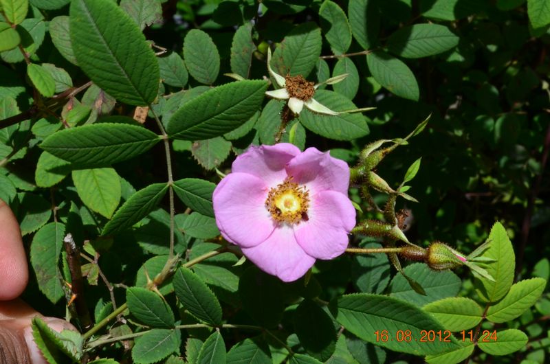 /wp-content/uploads/2020/10/Rosa%20macrophylla%20%20-3-.JPG