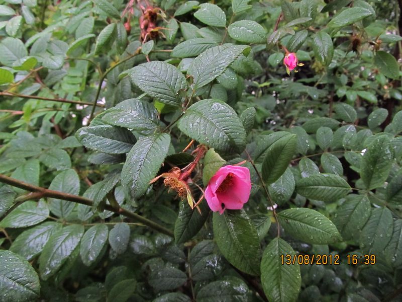 /wp-content/uploads/2020/10/Rosa%20macrophylla%20-10--4.JPG