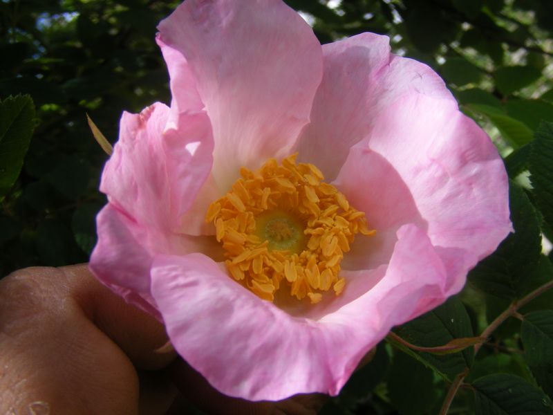 /wp-content/uploads/2020/10/Rosa%20macrophylla%20-2-.JPG
