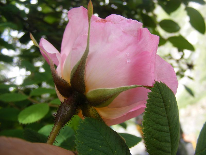/wp-content/uploads/2020/10/Rosa%20macrophylla%20-3-.JPG