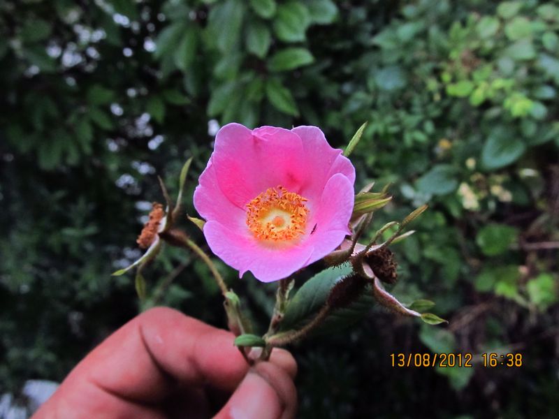 /wp-content/uploads/2020/10/Rosa%20macrophylla%20-6--9.JPG