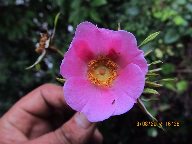 /wp-content/uploads/2020/10/Rosa%20macrophylla%20-7--0.JPG