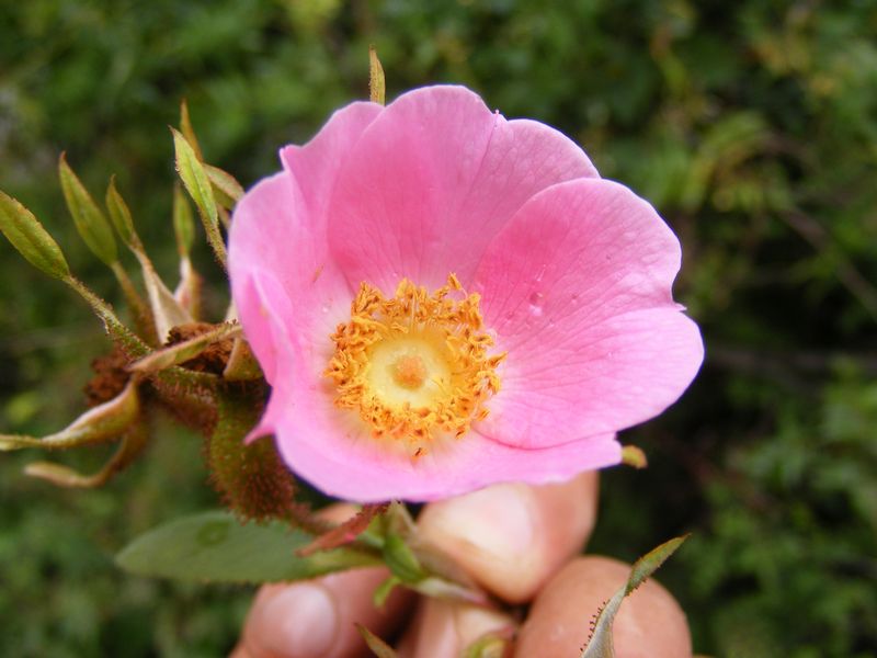 /wp-content/uploads/2020/10/Rosa%20macrophylla%20-7-.JPG