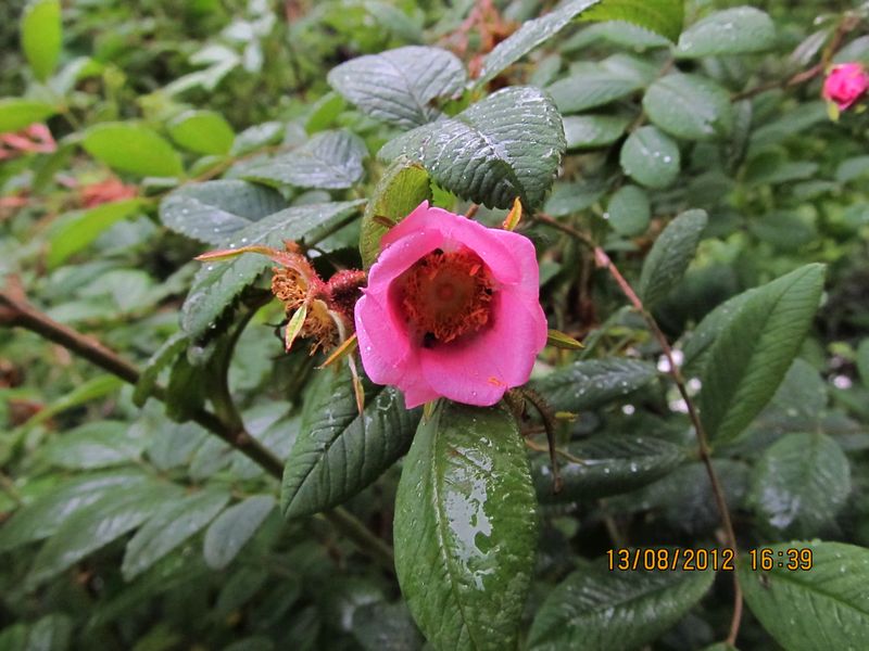 /wp-content/uploads/2020/10/Rosa%20macrophylla%20-9--3.JPG