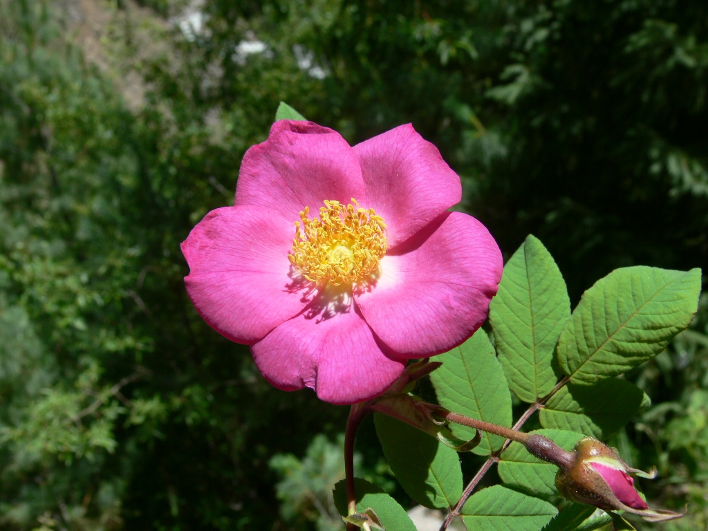 /wp-content/uploads/2020/10/Rosa%20macrophylla-P1030131.JPG