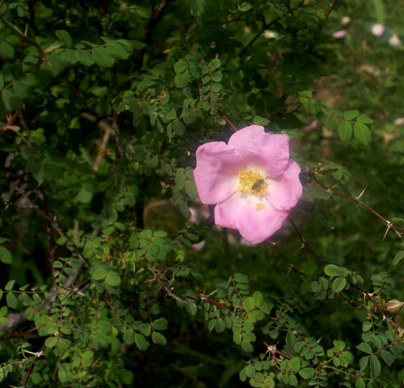 Rosa macrophylla Lindl.