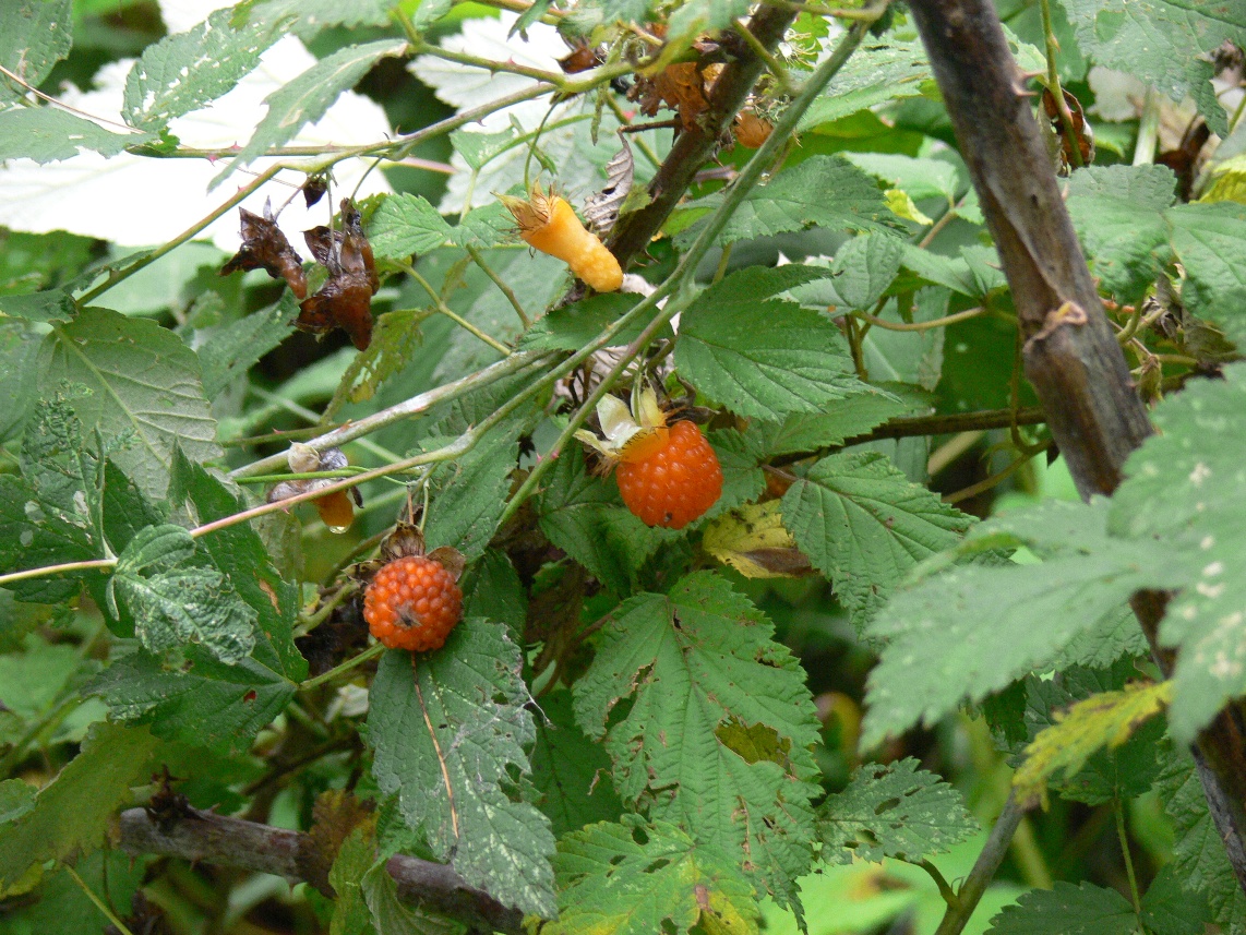 /wp-content/uploads/2020/10/Rubus%20biflorus-fruits.JPG