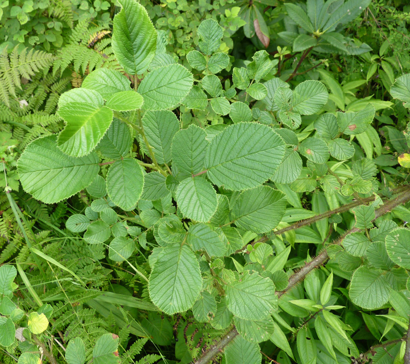 /wp-content/uploads/2020/10/Rubus-ellipticus-Mussoorie-Chakrata%20road%20near%20Baratkhai-1.jpg