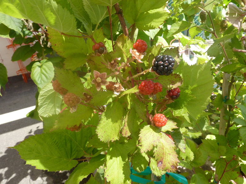 /wp-content/uploads/2020/10/Rubus-fruticosus-Prime%20Jim%20Blackberry-Sunnyvale-P1090467.jpg