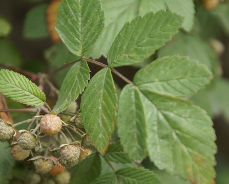 /wp-content/uploads/2020/10/Rubus-niveus-pauciflorus-Kashmir-b.jpg