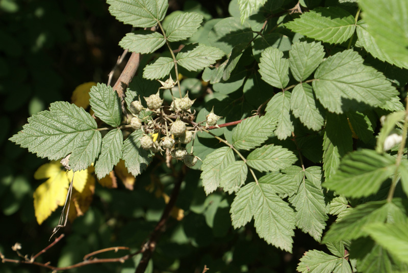 /wp-content/uploads/2020/10/Rubus-niveus-var-pauciflorus-Kashmir-a.jpg