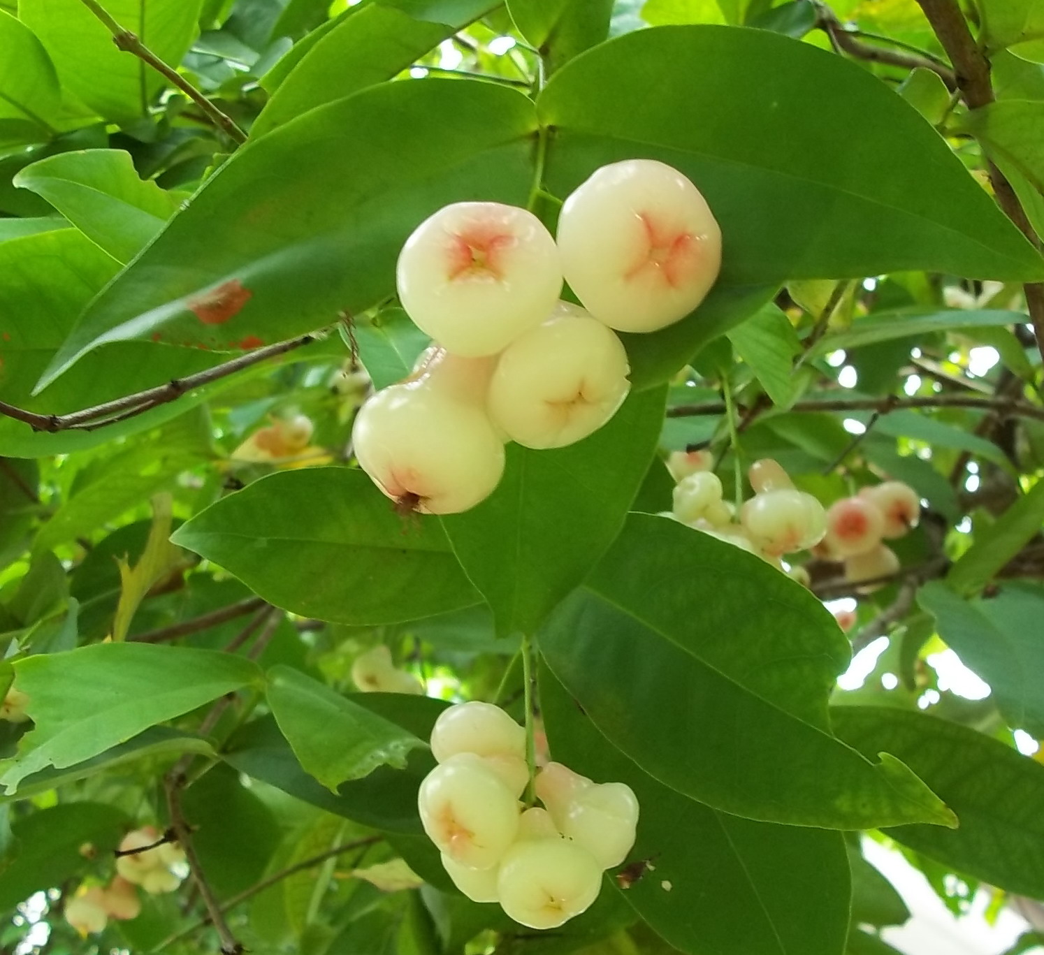 Syzygium aqueum – eFlora of India