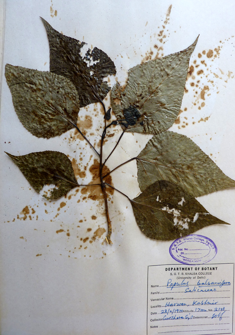 /wp-content/uploads/2020/10/Salicaceae-Populus-balsamifera-P1070389-Kashmir.jpg
