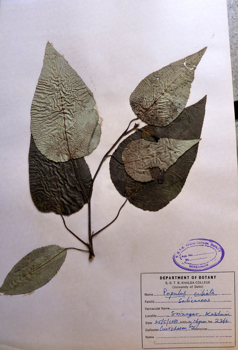 /wp-content/uploads/2020/10/Salicaceae-Populus-ciliata-P1070382-Kashmir.jpg