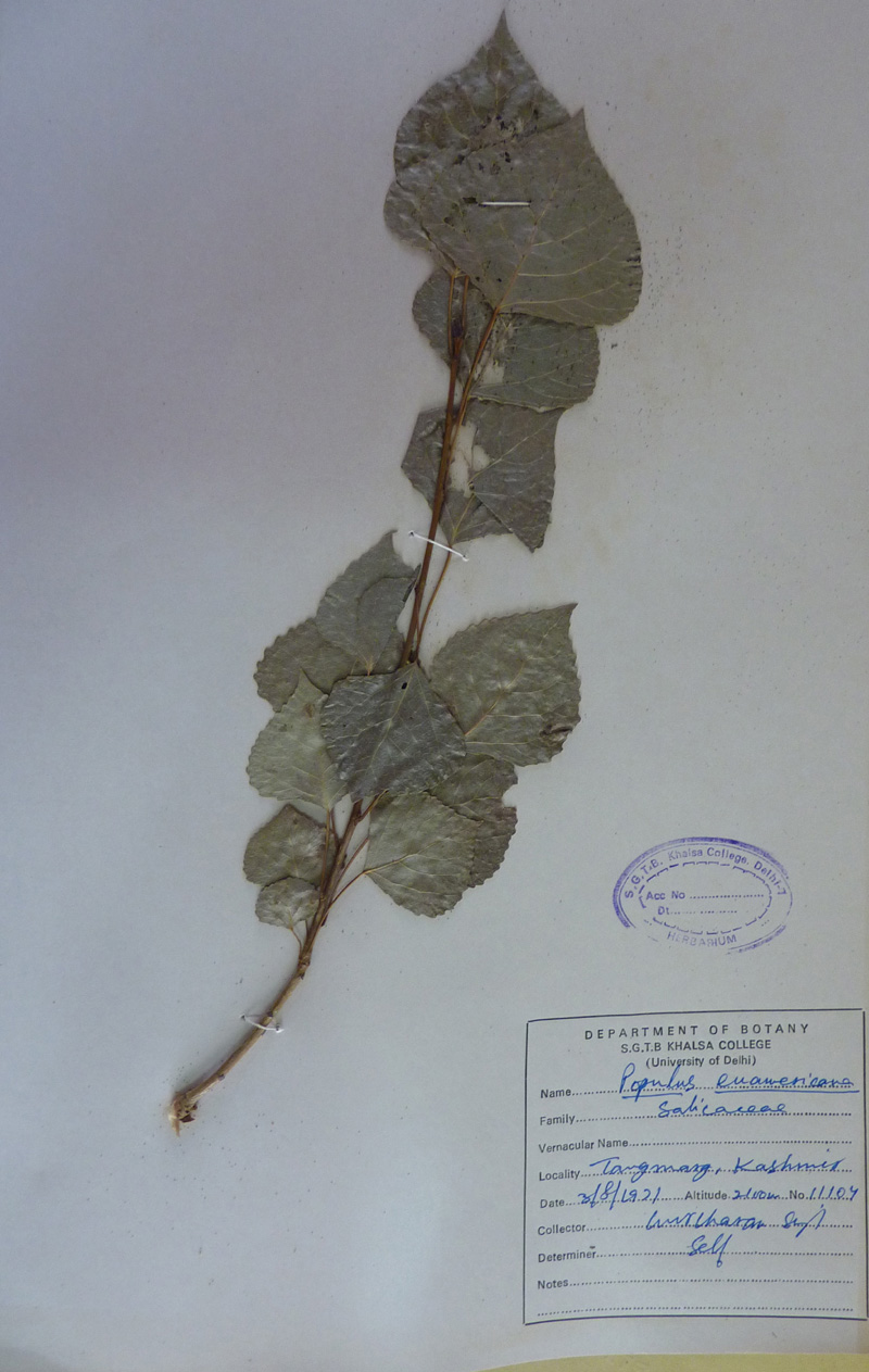 /wp-content/uploads/2020/10/Salicaceae-Populus-euamericana-P1070356-Kashmir-1.jpg