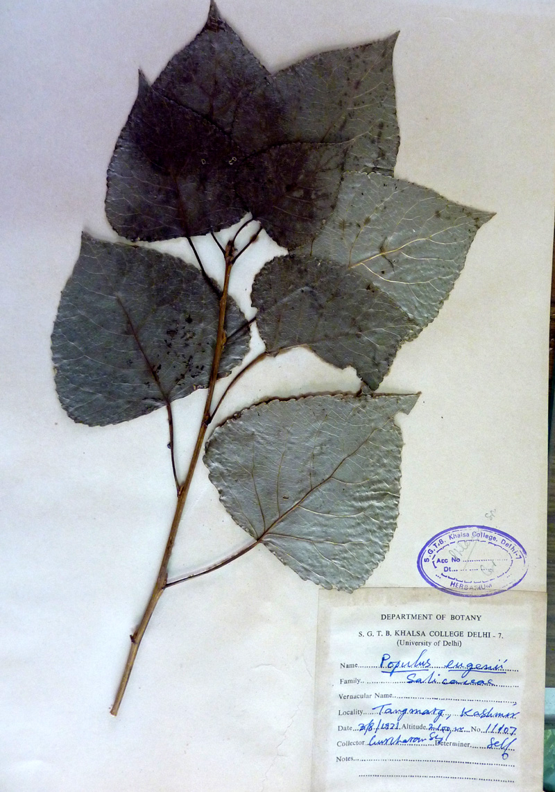 /wp-content/uploads/2020/10/Salicaceae-Populus-eugenei-P1070353-Kashmir.jpg