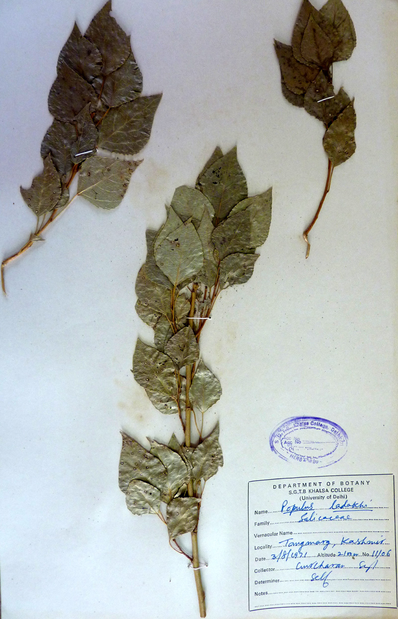 /wp-content/uploads/2020/10/Salicaceae-Populus-ladakhi-P1070354-Kashmir.jpg