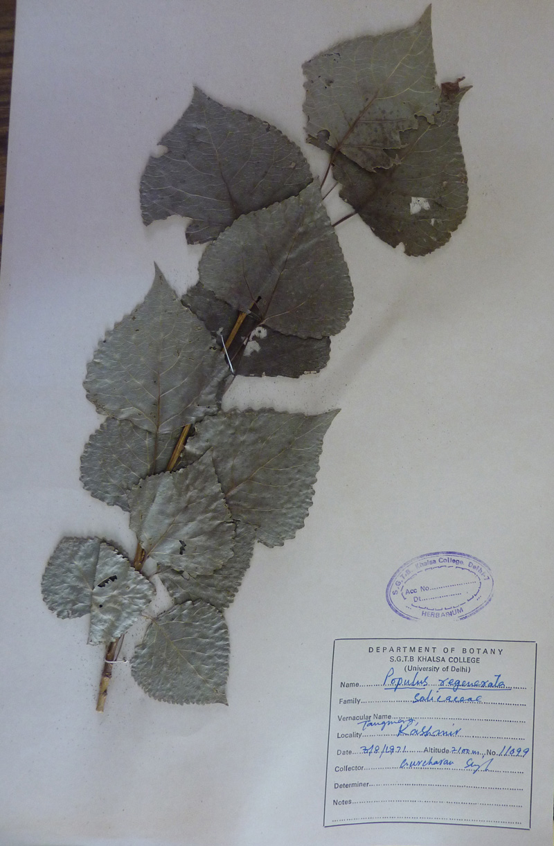 /wp-content/uploads/2020/10/Salicaceae-Populus-regenerata-P1070360.jpg