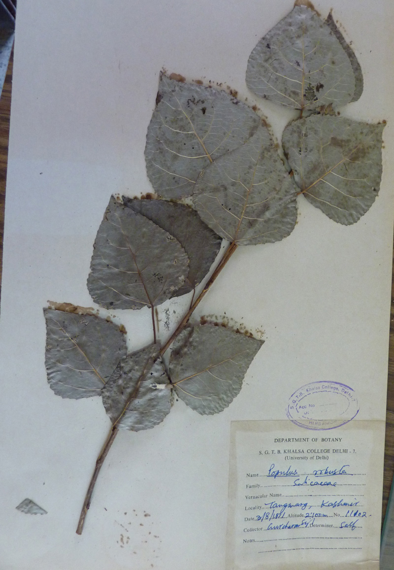 /wp-content/uploads/2020/10/Salicaceae-Populus-robusta-P1070358.jpg