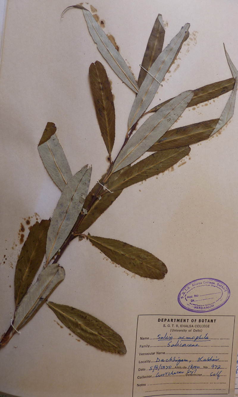 /wp-content/uploads/2020/10/Salicaceae-Salix-acmophila-P1070318.jpg