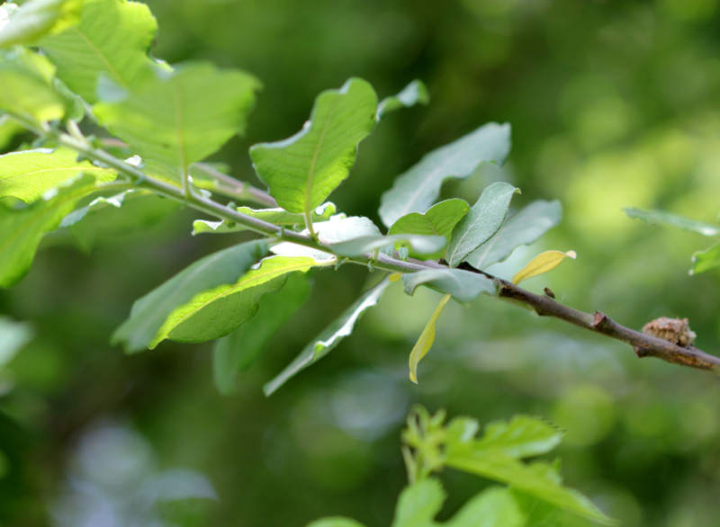 /wp-content/uploads/2020/10/Salix-caprea-Hazuribagh-IMG_2617-Kashmir-1.jpg