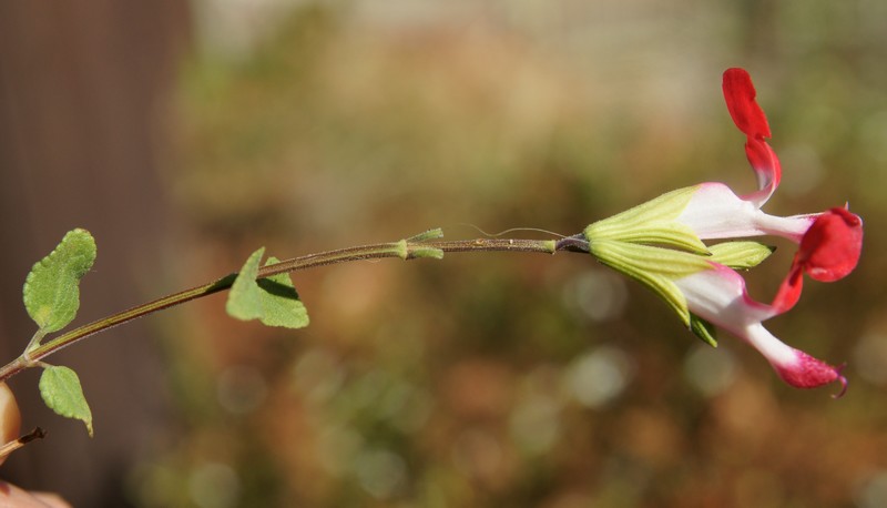 /wp-content/uploads/2020/10/Salvia-microphylla-Hot%20lips-California-1.jpg