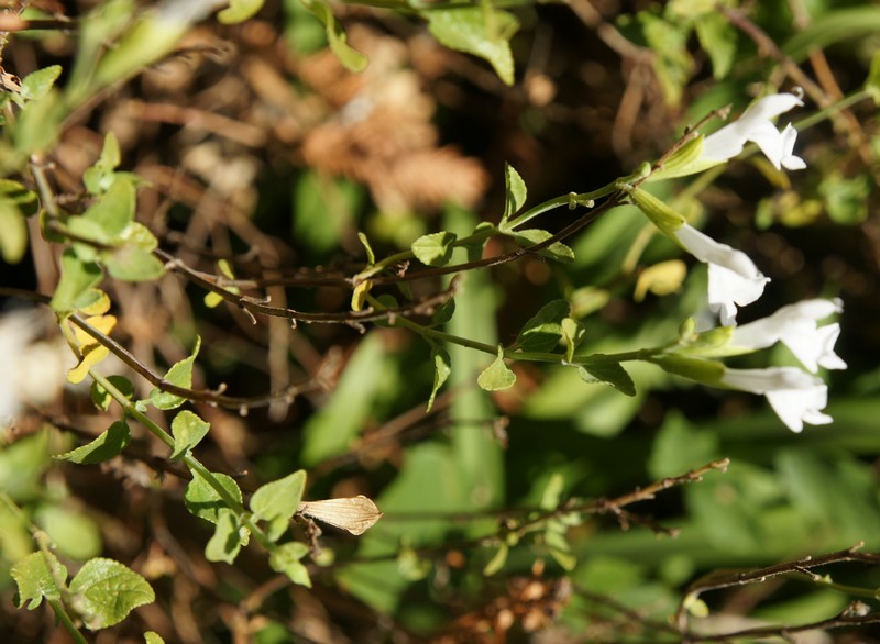 /wp-content/uploads/2020/10/Salvia-microphylla-Hot%20lips-California-2.jpg