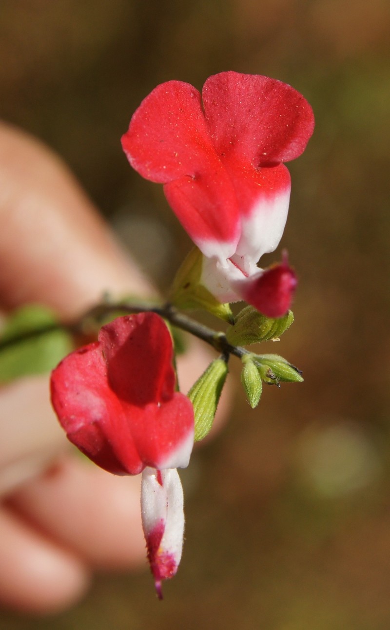 /wp-content/uploads/2020/10/Salvia-microphylla-Hot%20lips-California-4.jpg
