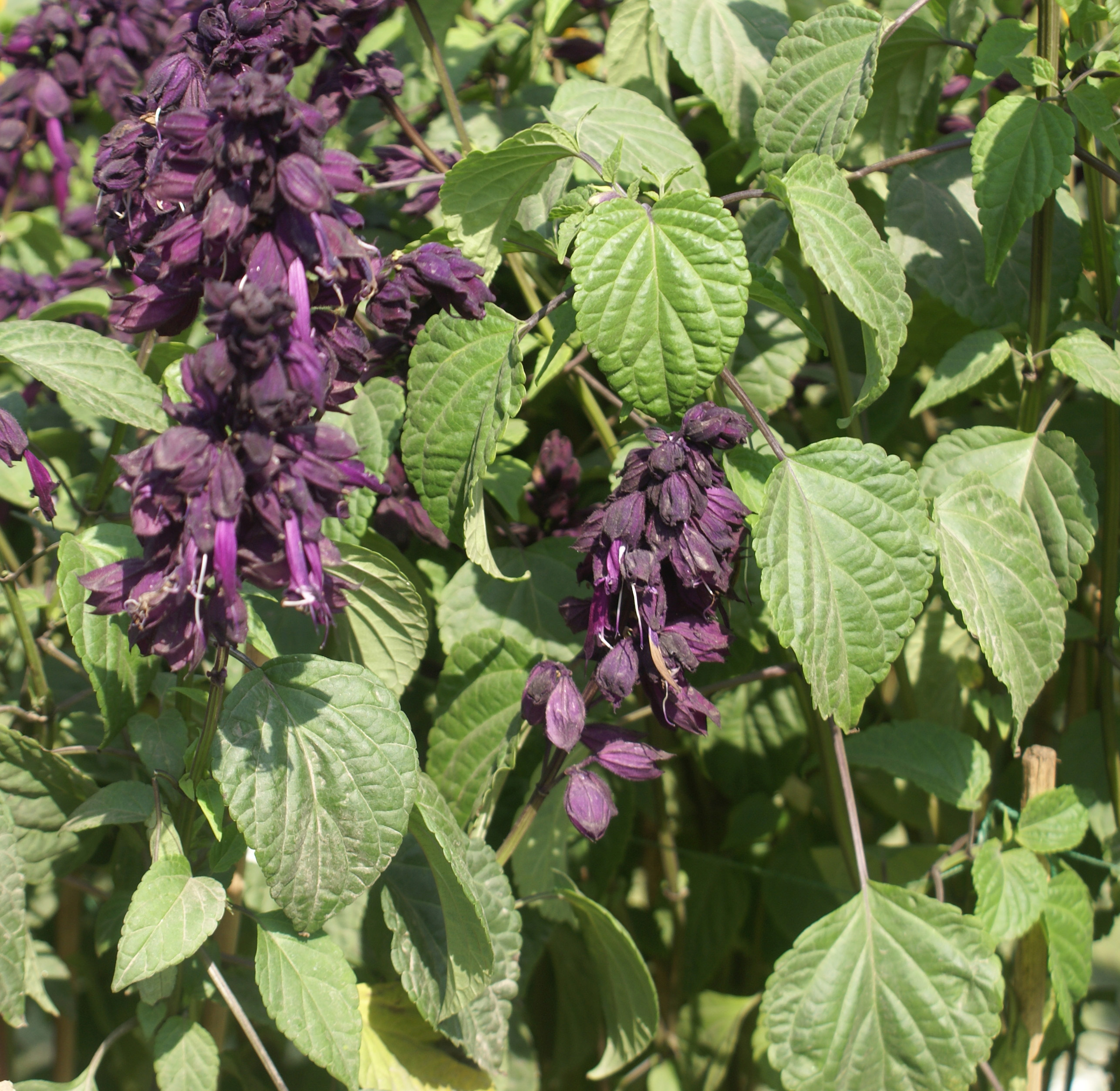 /wp-content/uploads/2020/10/Salvia-splendens-violet-cultivar-Delhi-2-4.jpg