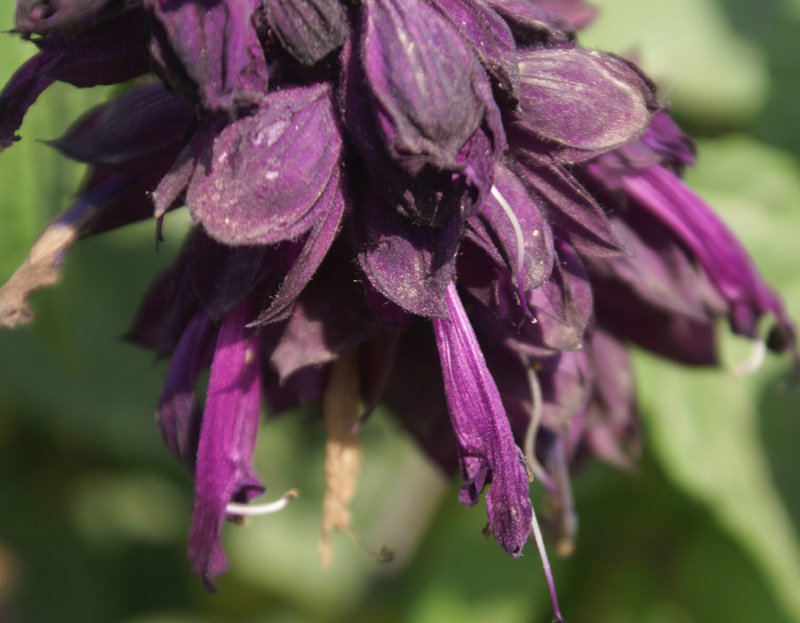 /wp-content/uploads/2020/10/Salvia-splendens-violet-cultivar-Delhi-3-0.jpg