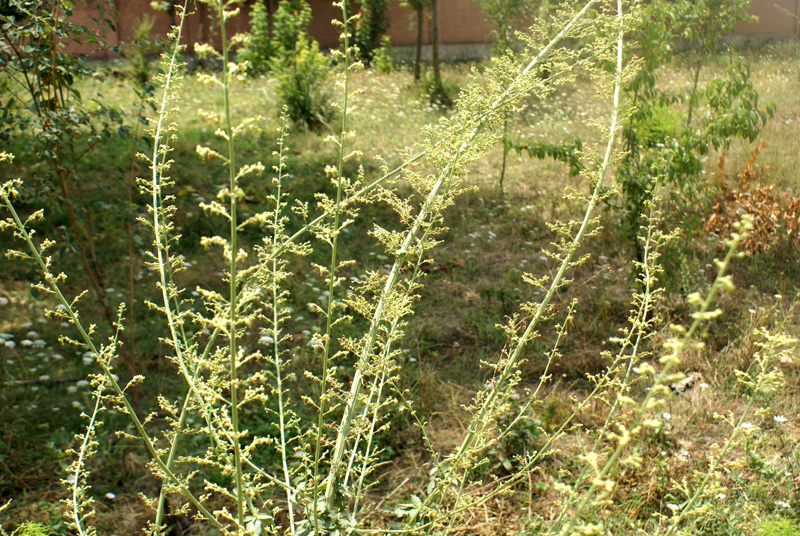 /wp-content/uploads/2020/10/Scrophularia-himalayensia-Univ-botanical-garden-Kashmir-1-DSC06409.jpg