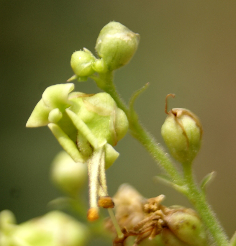 /wp-content/uploads/2020/10/Scrophularia-himalayensia-Univ-botanical-garden-Kashmir-3-DSC06422.jpg