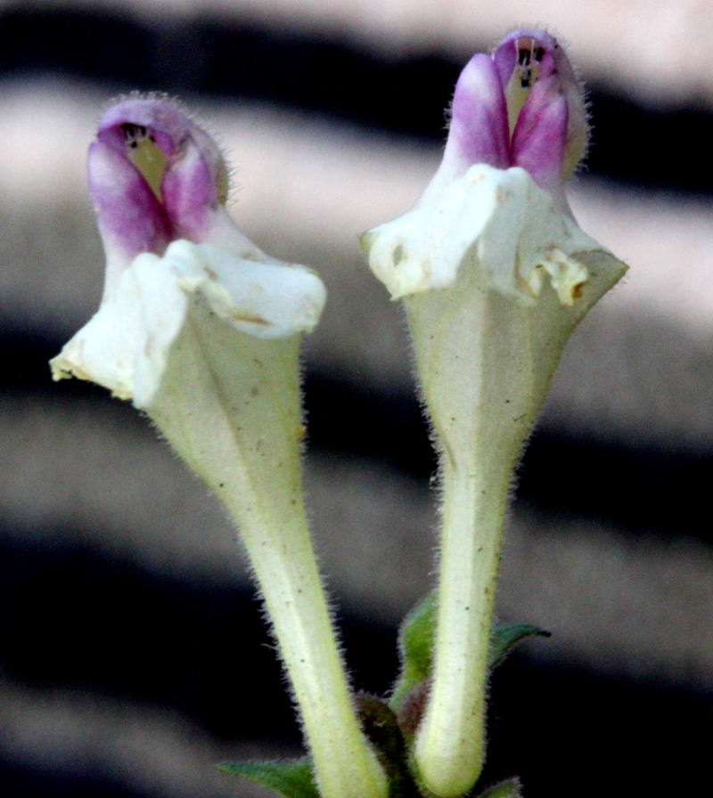 /wp-content/uploads/2020/10/Scutellaria-scandens-Naukuchia%20tal-IMG_0756-Uttarakhand-1.jpg