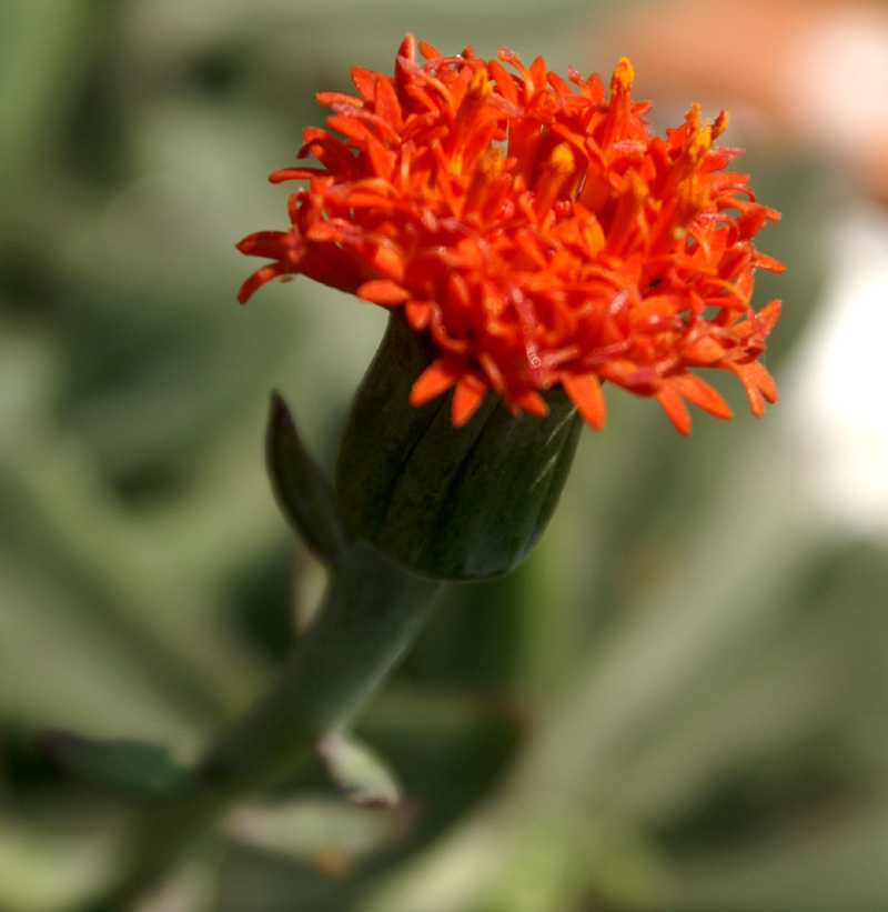 Kleinia fulgens – eFlora of India