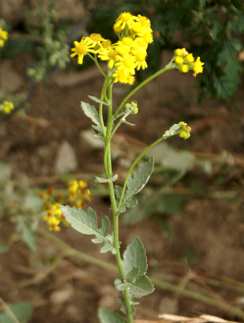 /wp-content/uploads/2020/10/Senecio-chrysanthemoides-Tapiana-Sialkot-Kashmir-2.jpg
