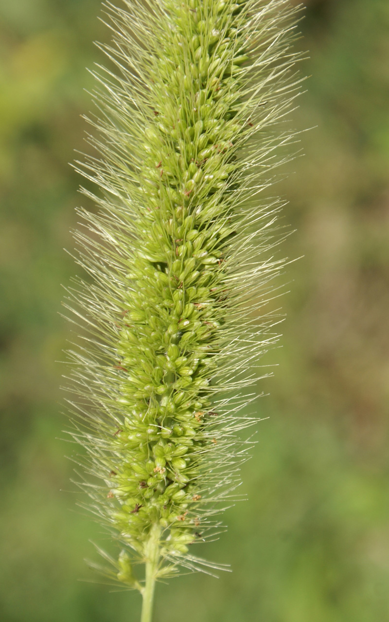 /wp-content/uploads/2020/10/Setaria-viridis-Botanical-gdn-26-6-DSC00497-Kashmir-1.jpg