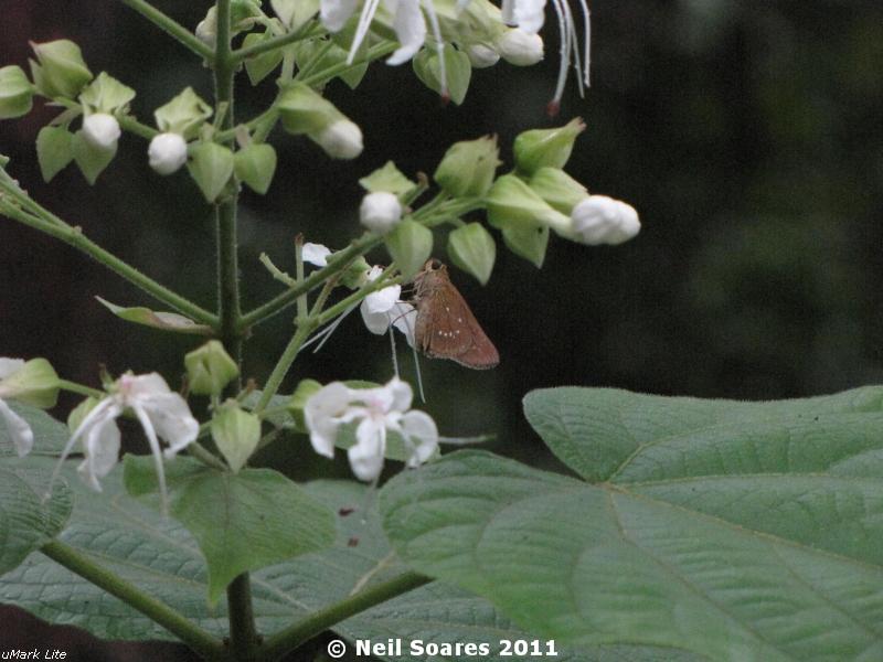 /wp-content/uploads/2020/10/Small%20Branded%20Swift%20on%20Clerodendrum%20viscosum%201.jpg