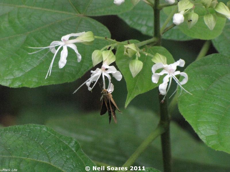 /wp-content/uploads/2020/10/Small%20Branded%20Swift%20on%20Clerodendrum%20viscosum%202.jpg