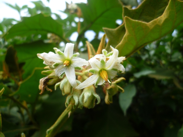 Solanum robustum (Introduced) – eFlora of India