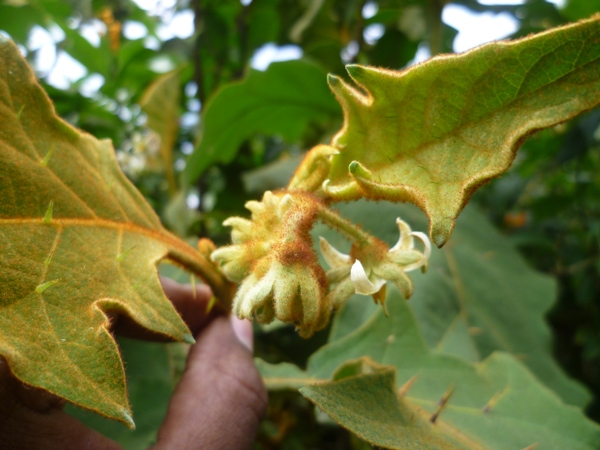 Solanum robustum (Introduced) – eFlora of India