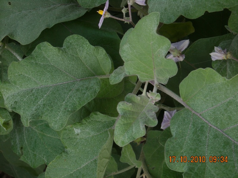 /wp-content/uploads/2020/10/Solanum%20melongena2.JPG