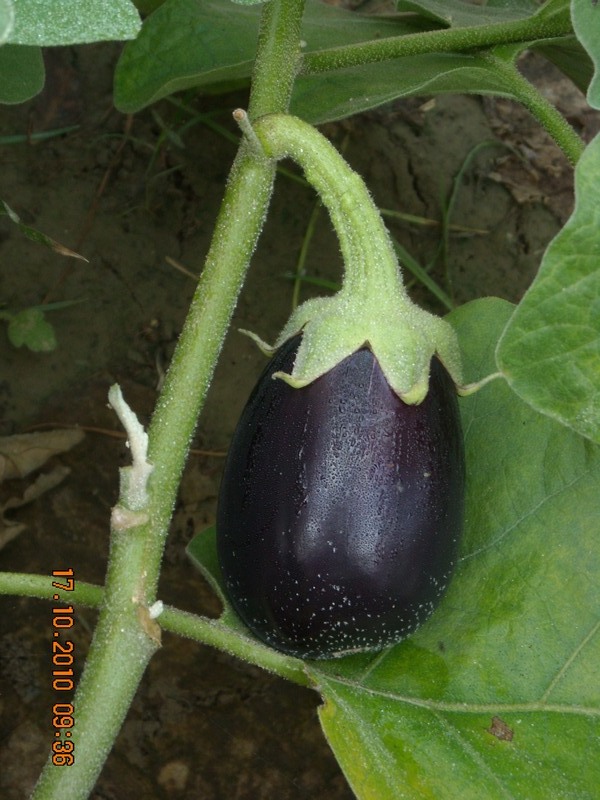 /wp-content/uploads/2020/10/Solanum%20melongena6.JPG