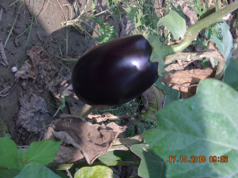 /wp-content/uploads/2020/10/Solanum%20melongena7.JPG