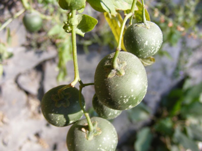 /wp-content/uploads/2020/10/Solanum%20tuberosum%20-1--2.JPG