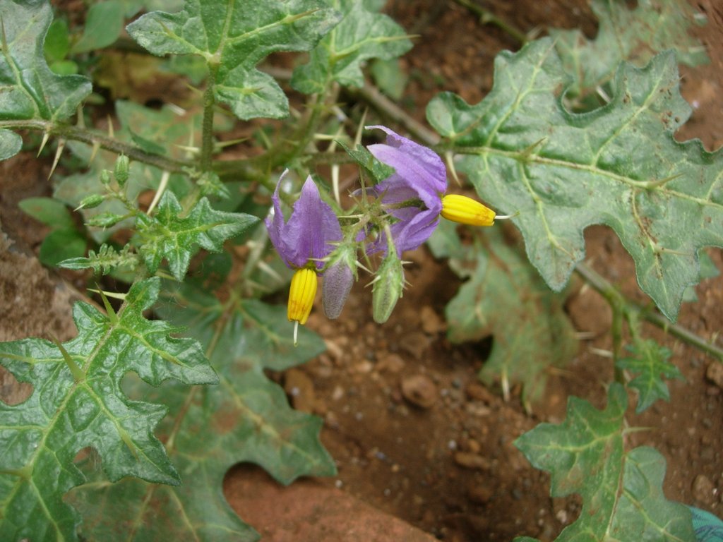 /wp-content/uploads/2020/10/Solanum%20virginianum-MNP-Mumbai-DSCN7372.JPG