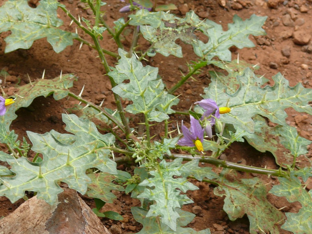 /wp-content/uploads/2020/10/Solanum%20virginianum-MNP-Mumbai-P1190897.JPG